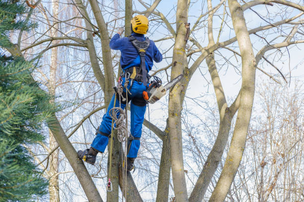 Best Tree Preservation Services  in Soh Ogden, UT