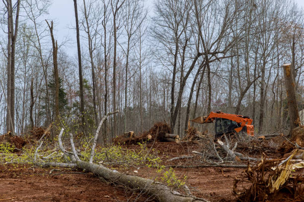 Best Commercial Tree Services  in Soh Ogden, UT