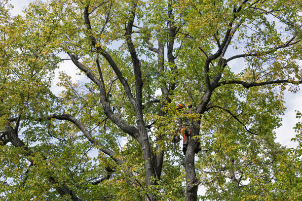 Best Fruit Tree Pruning  in Soh Ogden, UT